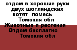 отдам в хорошие руки двух шотландских котят (помесь) . - Томская обл. Животные и растения » Отдам бесплатно   . Томская обл.